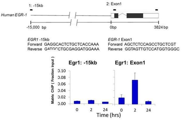 PIM1 Antibody in ChIP Assay (ChIP)