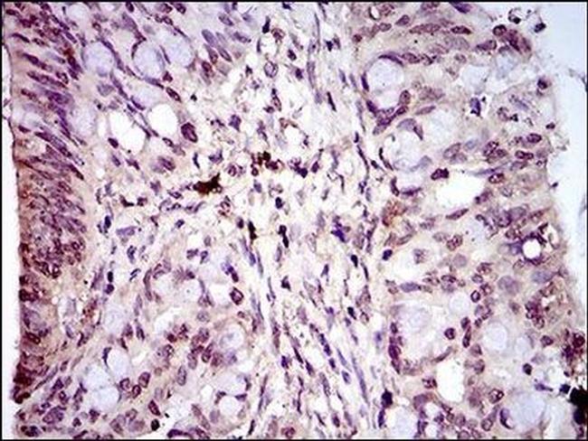 PIWIL4 Antibody in Immunohistochemistry (Paraffin) (IHC (P))