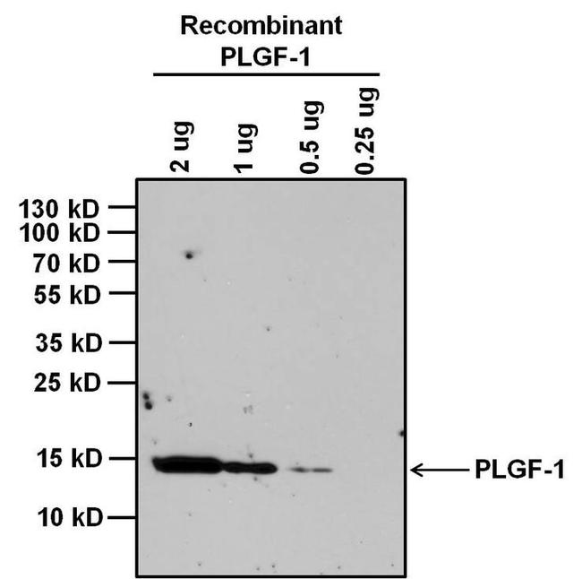 PGF Antibody in Western Blot (WB)