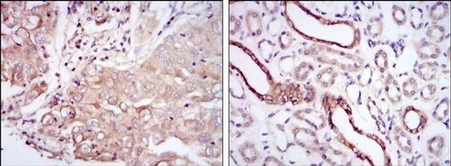 PODXL Antibody in Immunohistochemistry (Paraffin) (IHC (P))