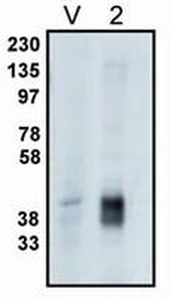 PPAP2C Antibody in Western Blot (WB)