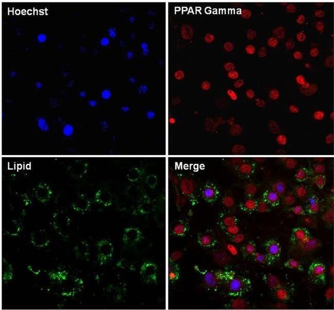 PPAR gamma-2 Antibody in Immunocytochemistry (ICC/IF)