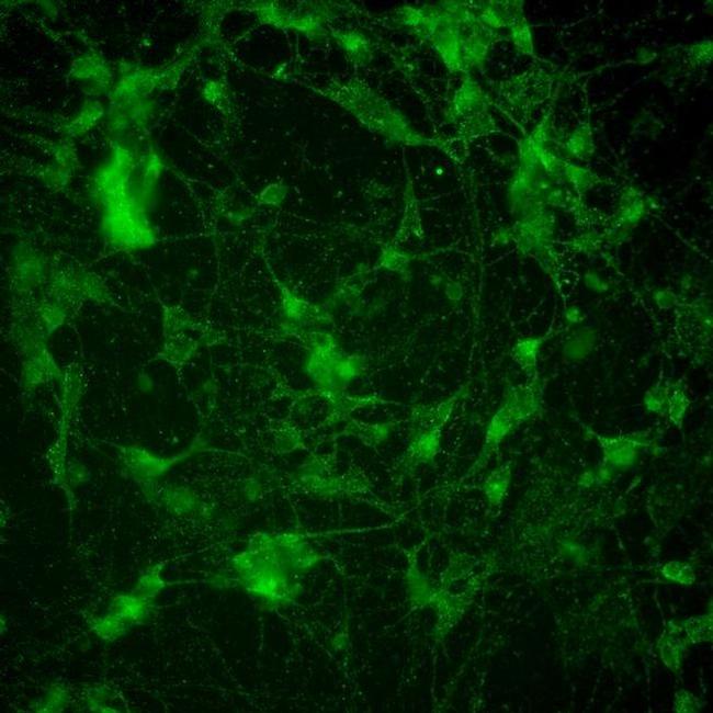 PSD-95 Antibody in Immunocytochemistry (ICC/IF)