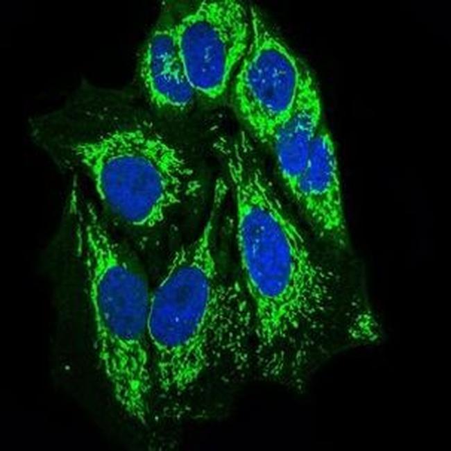 SHP2 Antibody in Immunocytochemistry (ICC/IF)