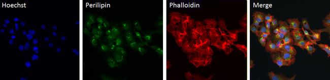 Perilipin 1 Antibody in Immunocytochemistry (ICC/IF)