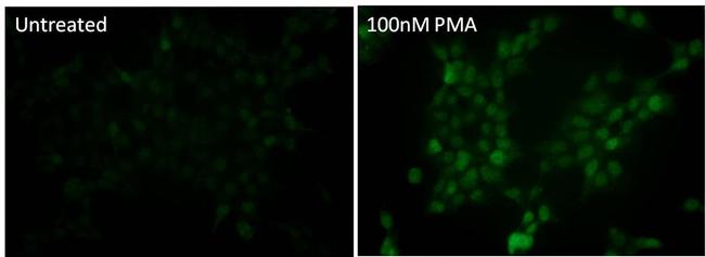 Phospho-p38 MAPK (Thr180, Tyr182) Antibody in Immunocytochemistry (ICC/IF)