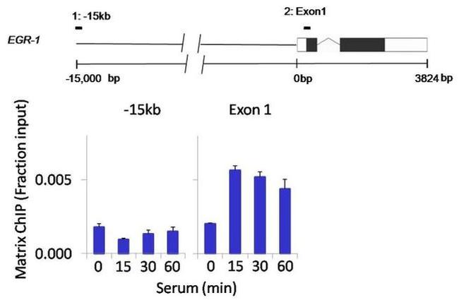 Phospho-PTEN (Ser380) Antibody in ChIP Assay (ChIP)