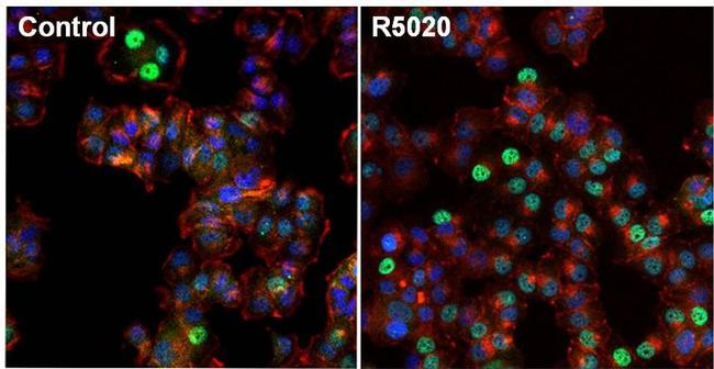 Progesterone Receptor Antibody in Immunocytochemistry (ICC/IF)