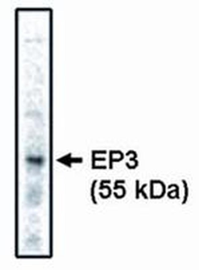 PTGER3 Antibody in Western Blot (WB)