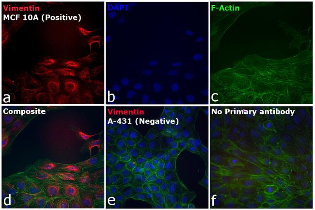 Rabbit IgG (H+L) Secondary Antibody in Immunocytochemistry (ICC/IF)