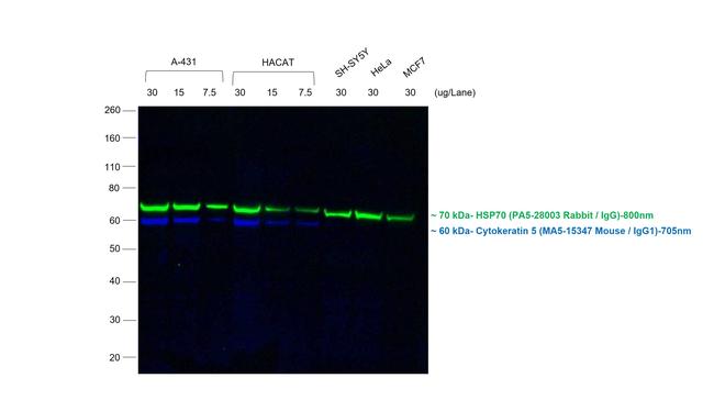 Mouse IgG (H+L) Secondary Antibody in Western Blot (WB)