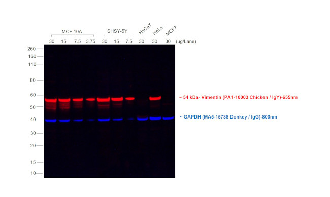 Chicken IgY (H+L) Secondary Antibody in Western Blot (WB)