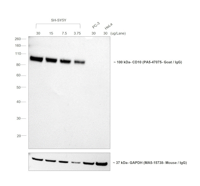 Goat IgG (H+L) Cross-Adsorbed Secondary Antibody in Western Blot (WB)