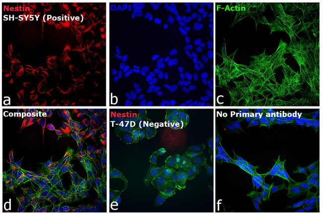 Mouse IgG (H+L) Secondary Antibody in Immunocytochemistry (ICC/IF)