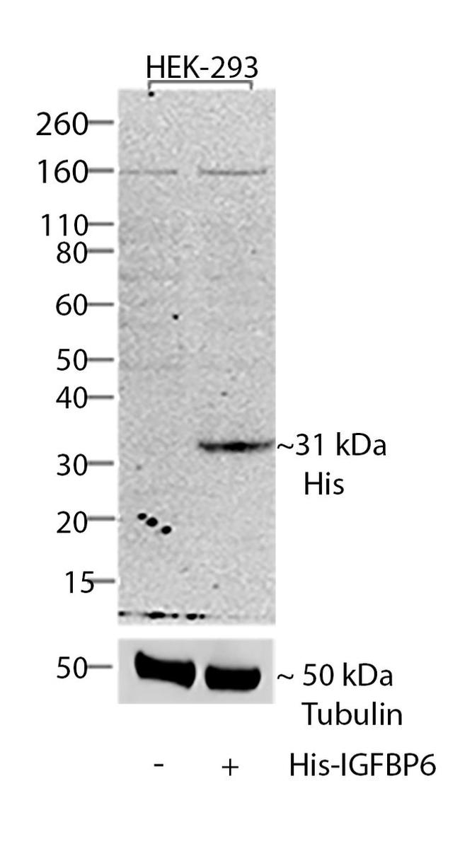 6x-His Tag (C-term) Antibody in Western Blot (WB)