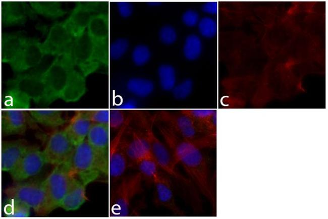 HisG Epitope Tag Antibody in Immunocytochemistry (ICC/IF)