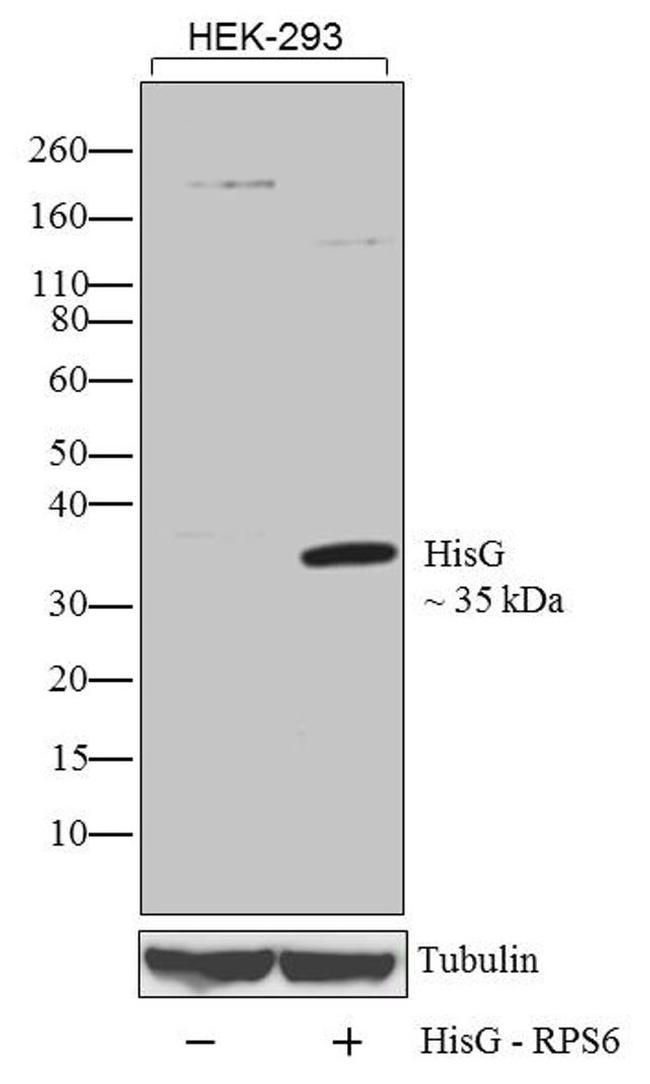 HisG Epitope Tag Antibody in Western Blot (WB)