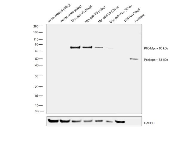 Myc Tag Antibody in Western Blot (WB)