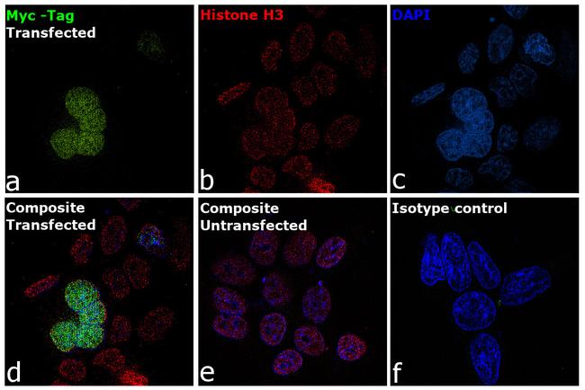 Myc Tag Antibody in Immunocytochemistry (ICC/IF)