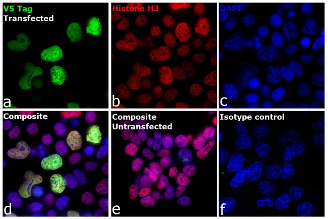 V5 Tag Antibody in Immunocytochemistry (ICC/IF)