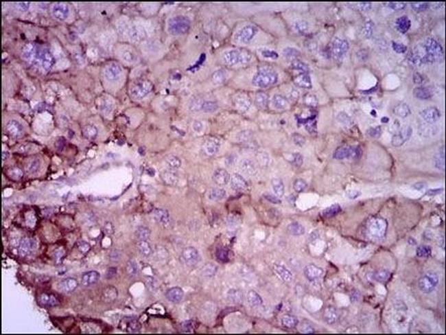 Rab4 Antibody in Immunohistochemistry (Paraffin) (IHC (P))