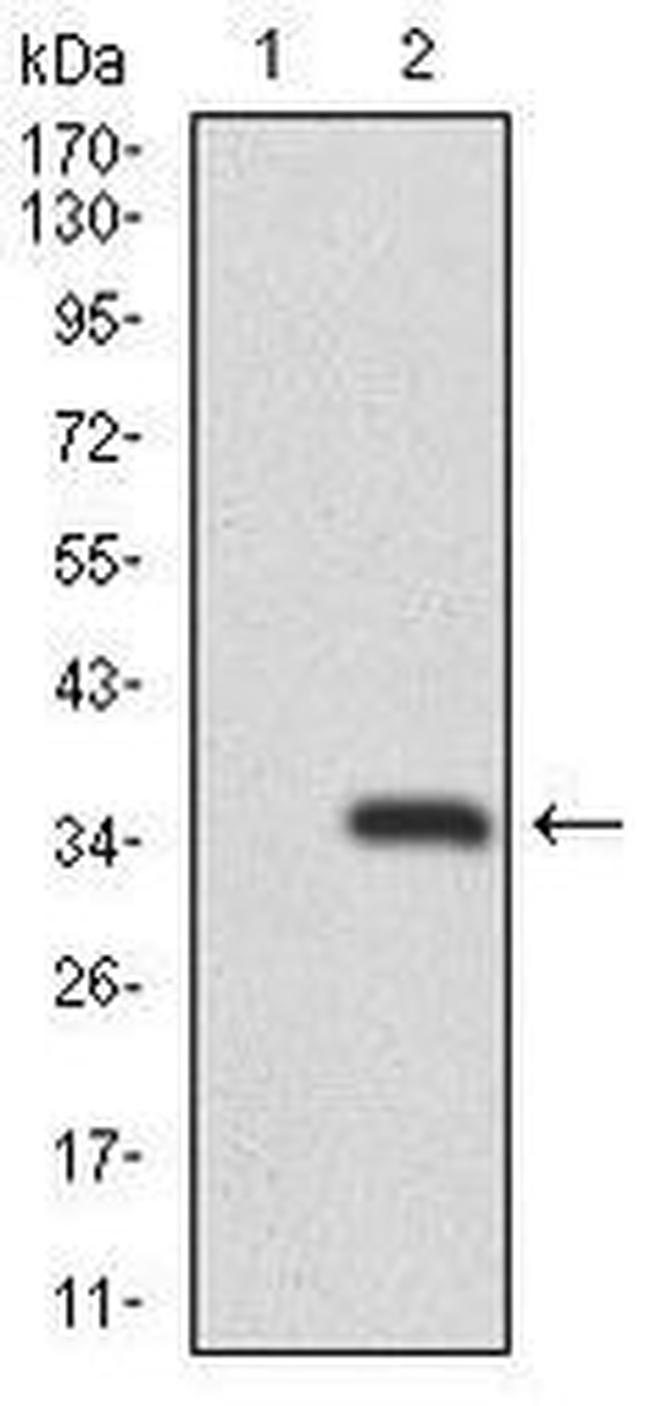 RAG1 Antibody in Western Blot (WB)