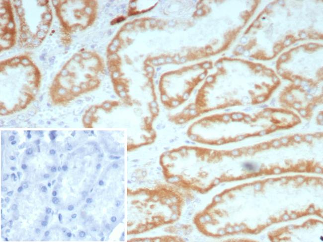 Biotin (Vitamin B7 or Vitamin H) Antibody in Immunohistochemistry (Paraffin) (IHC (P))