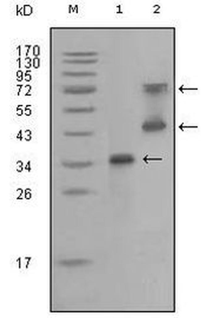 RET Antibody in Western Blot (WB)