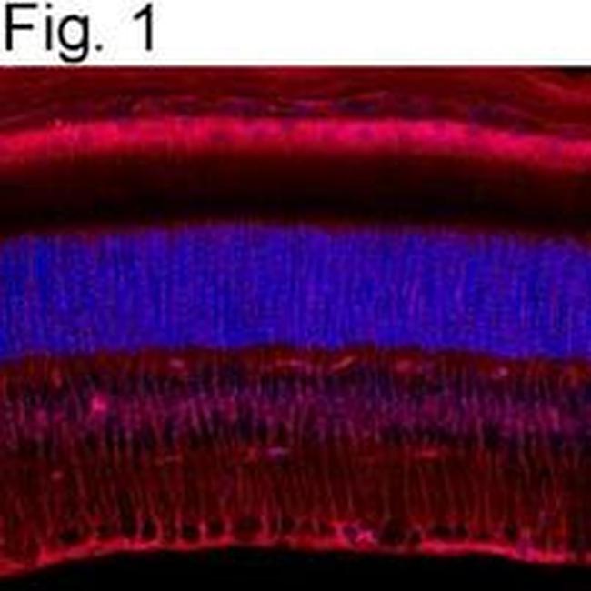 CRALBP Antibody in Immunohistochemistry (Frozen) (IHC (F))