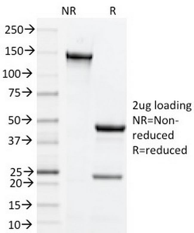 CD134 (OX40) Antibody in SDS-PAGE (SDS-PAGE)