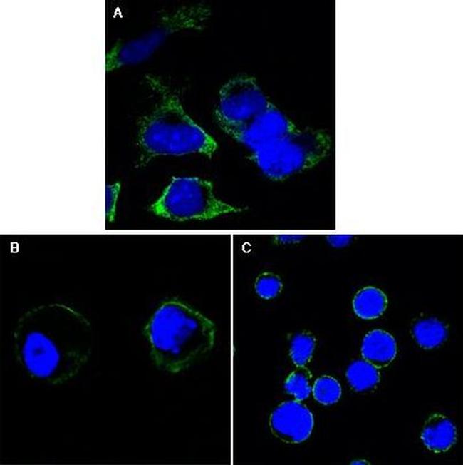 RTN3 Antibody in Immunocytochemistry (ICC/IF)