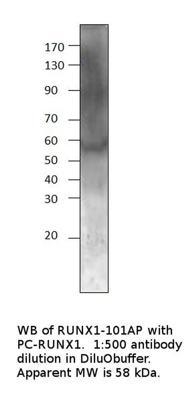 RUNX1/AML1 Antibody in Western Blot (WB)