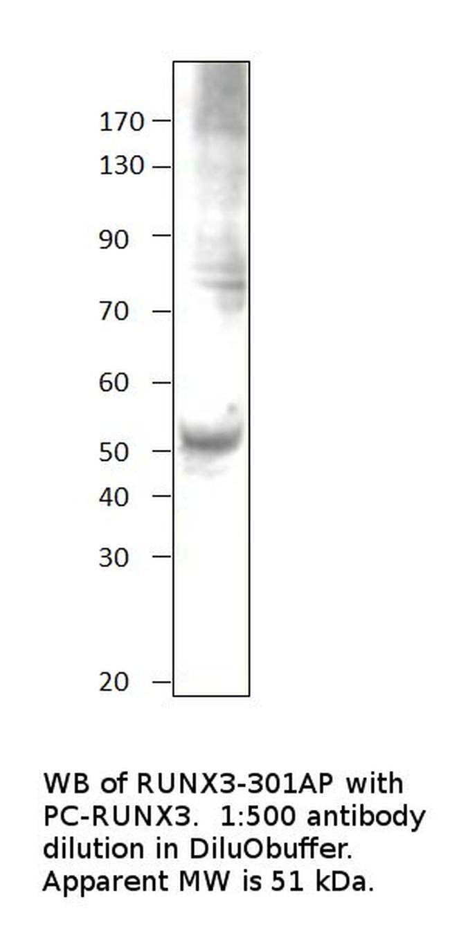 RUNX3 Antibody in Western Blot (WB)