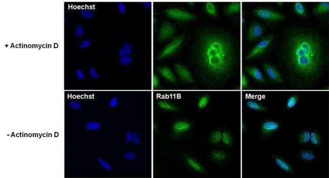 RAB11B Antibody in Immunocytochemistry (ICC/IF)