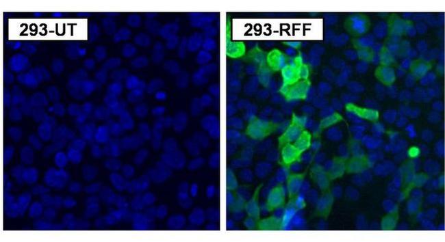 Red Firefly Luciferase Antibody in Immunocytochemistry (ICC/IF)