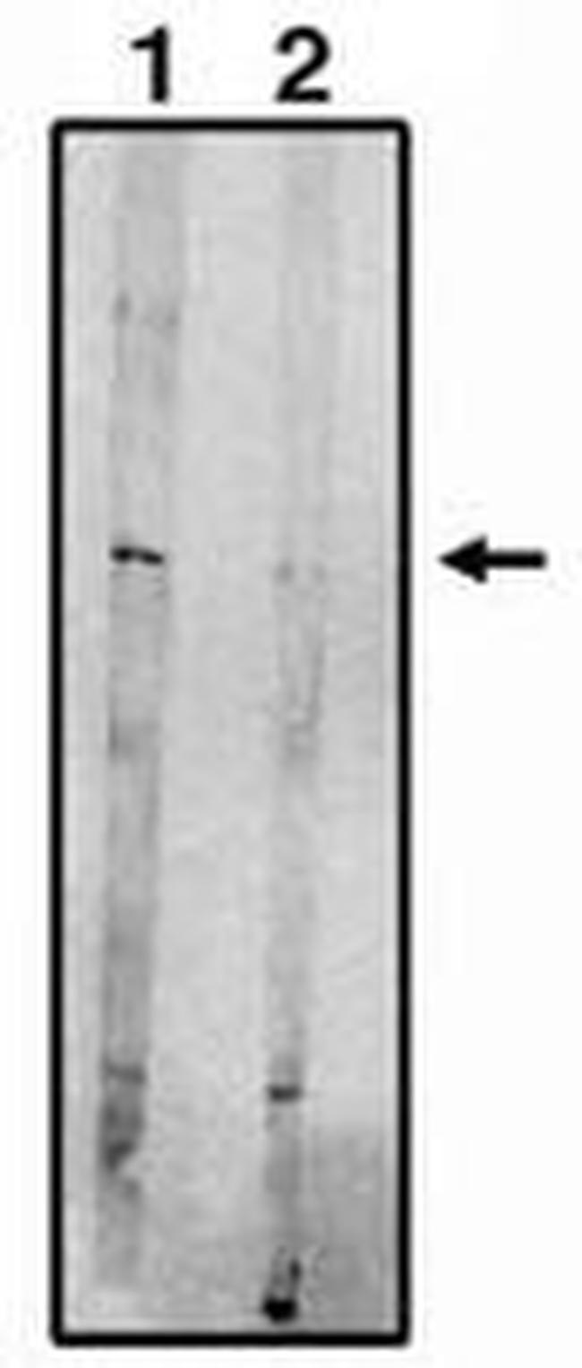 EDG8 Antibody in Western Blot (WB)