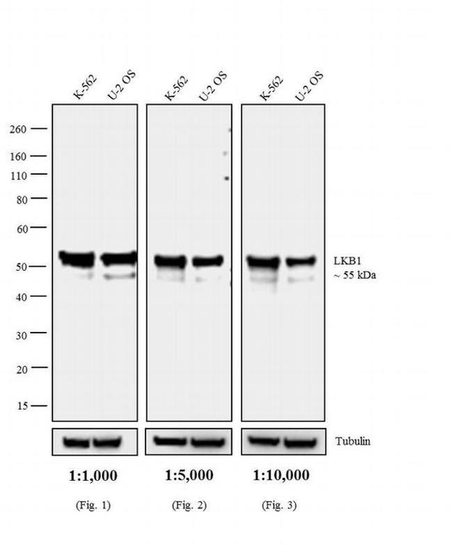 Mouse IgG2a Secondary Antibody in Western Blot (WB)