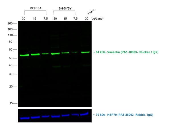 Chicken IgY (H+L) Secondary Antibody in Western Blot (WB)