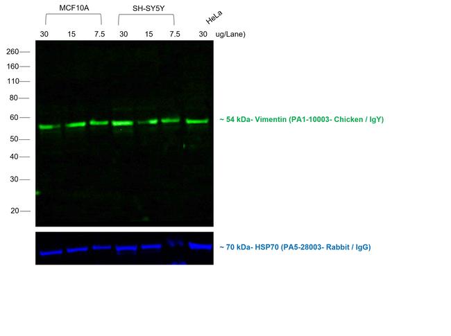 Chicken IgY (H+L) Secondary Antibody in Western Blot (WB)