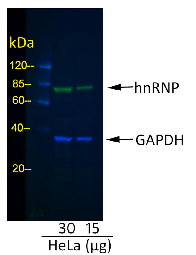 Goat IgG (H+L) Cross-Adsorbed Secondary Antibody in Western Blot (WB)