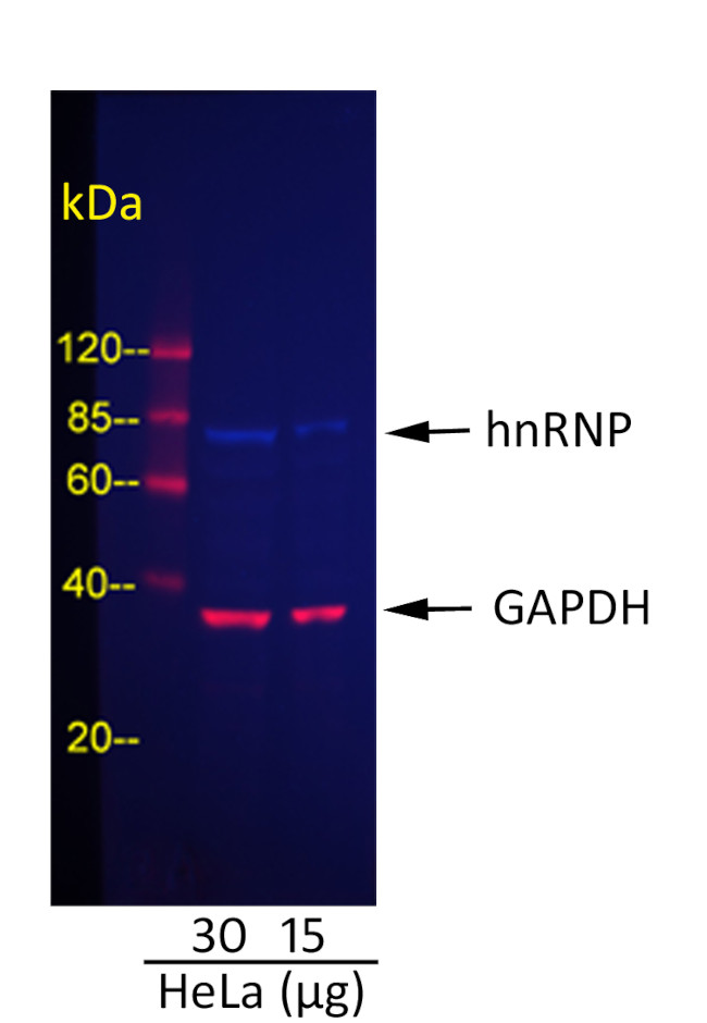 Goat IgG (H+L) Cross-Adsorbed Secondary Antibody in Western Blot (WB)