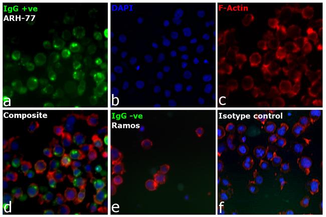 Human IgG Fc Cross-Adsorbed Secondary Antibody in Immunocytochemistry (ICC/IF)