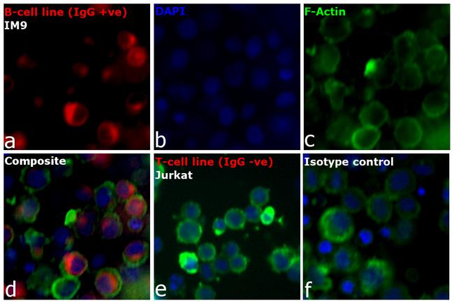 Human IgG Fc Cross-Adsorbed Secondary Antibody in Immunocytochemistry (ICC/IF)