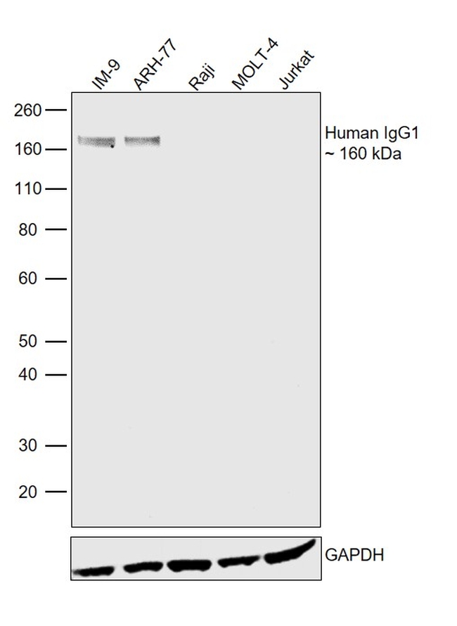 Human IgG1 Secondary Antibody in Western Blot (WB)