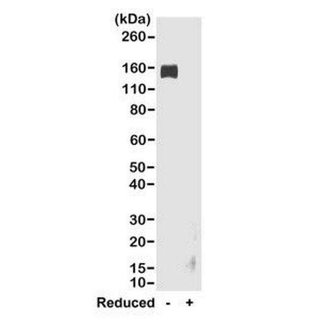 Rabbit IgG Fc Secondary Antibody in Western Blot (WB)