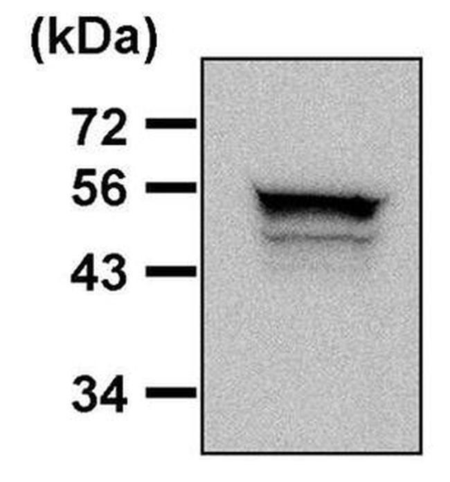 JNK2 Antibody in Western Blot (WB)