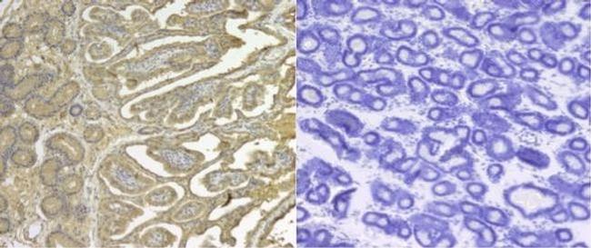 SERPINE2 Antibody in Immunohistochemistry (Paraffin) (IHC (P))