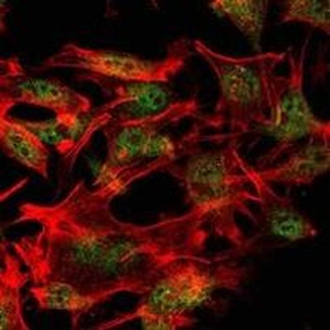 SETDB1 Antibody in Immunocytochemistry (ICC/IF)