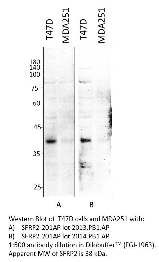 SFRP2 Antibody in Western Blot (WB)