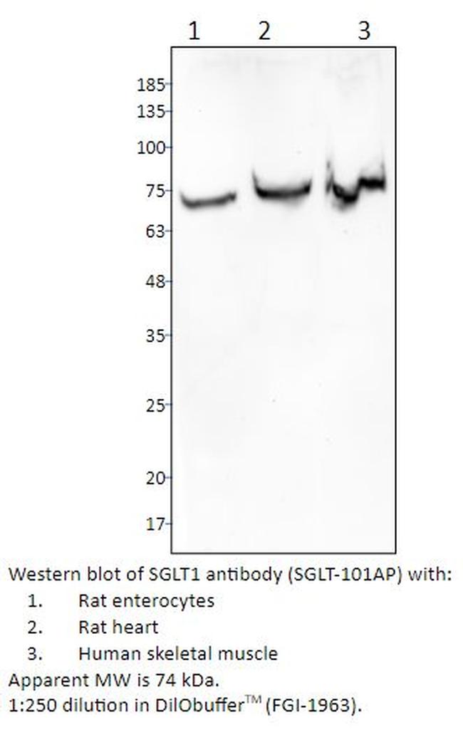 SGLT1 Antibody in Western Blot (WB)